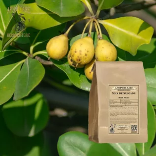 Loose Nutmeg – Myristica fragrans | Apophycaire