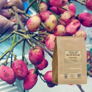 Crushed Nutmeg – Myristica fragrans | Apothecary