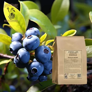 Schnittheidelbeere – Vaccinium myrtillus | Apophycarius
