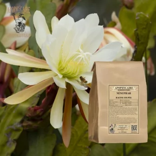 Water lily cut root – Nymphaea alba | Apophycaire