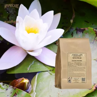 Seerosenwurzelpulver – Nymphaea alba | Apophycarius