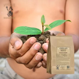 Nigelle graine vrac (Nigella sativa) - Apophycaire