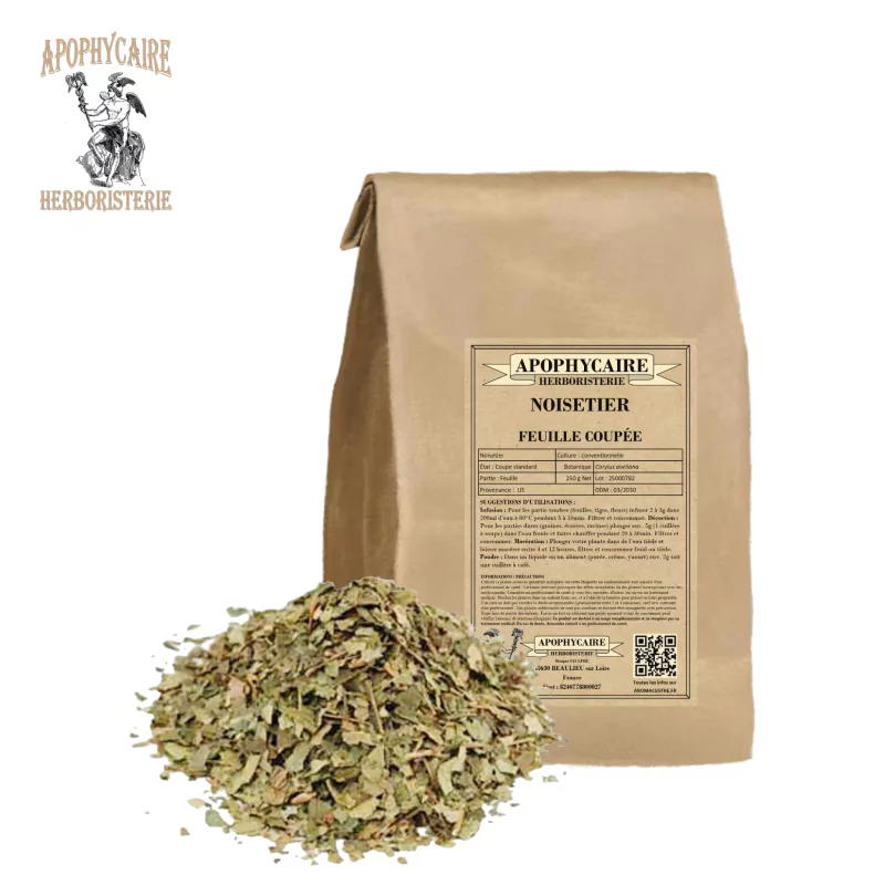 Geschnittene Haselnuss (Corylus avellana) – Apophycaire Geschnittene Haselnuss (Corylus avellana) – Apophycaire