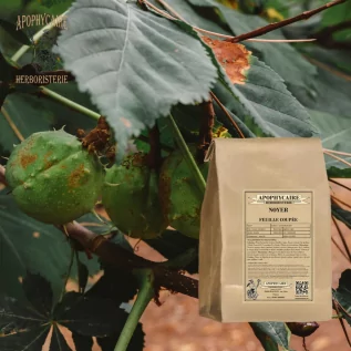 Walnuss-Schnittblatt – Juglans regia | Apophycarius