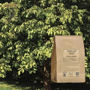 Walnussblattpulver – Juglans regia | Apophycarius