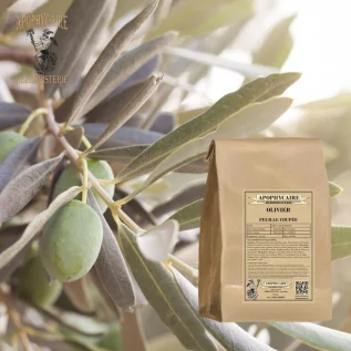 Kesik yapraklı zeytin ağacı – Olea europaea | Apophycarius