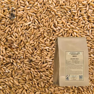 Gerstensamen lose – Hordeum vulgare | Apophycarius