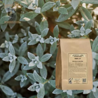 Cut leaf oregano – Origanum vulgare | Apophycaire