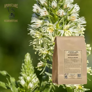 tisane Orthosiphon - thé de Java - Apophycaire