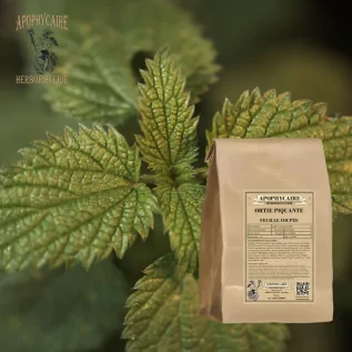 Hoja cortada de ortiga – Urtica dioica | Apophycarius