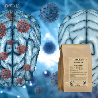 tisane Pervenche feuille coupée (Vinca minor) - Apophycaire