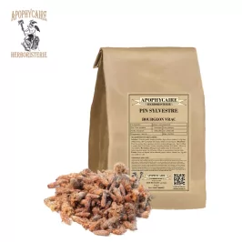 Yemas de pino silvestre a granel – Pinus sylvestris | Apophycarius