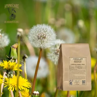 Cabeza de flor cortada de diente de león – Taraxacum dens leonis | Apophycarius