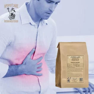 Dandelion cut root (Taraxacum dens leonis) - Apophycaire