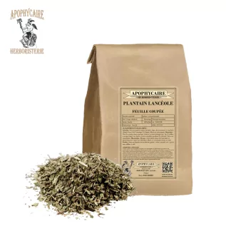 Hoja cortada lanceolada de plátano – Plantago lanceolata | Apophycarius