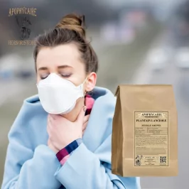 Llantén menor (Plantago lanceolata) - Apophycaire