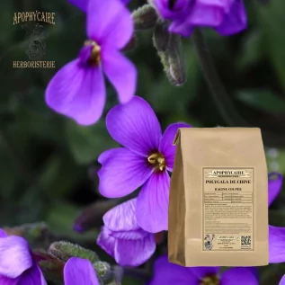 Polygala de China (Polygala tenuifolia) - Apophycaire