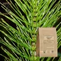 Schachtelhalmpulver (Equisetum arvense) – Apophycaire