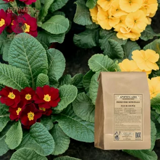 Schlüsselblumen-Schnittteil – Primula officinalis | Apophycarius