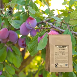 Schlehenblüten in großen Mengen – Prunus spinosa | Apophycarius