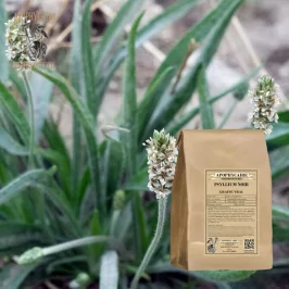 Semillas de psyllium negro a granel (Plantago psyllium) - Apophycaire