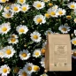 Pyrethrum cut root (Anacyclus pyrethrum) - Apophycaire