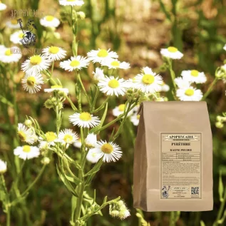 Pyrethrumwurzelpulver (Anacyclus pyrethrum) - Apophycaire