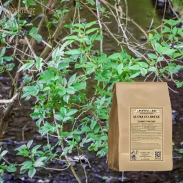 Red quinine bark powder (Cinchona succirubra) - Apophycaire