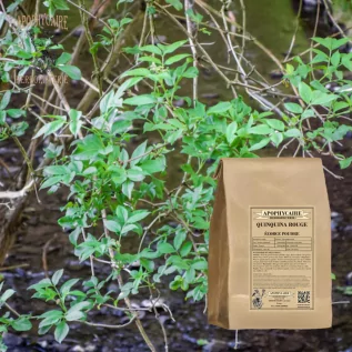 Quinquina rouge écorce poudre (Cinchona succirubra) - Apophycaire
