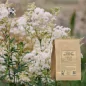 Reine des Prés fleur vrac (Spiraea ulmaria) - Apophycaire