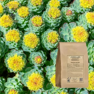 Rhodiola racine coupée (Rhodiola rosea) - Apophycaire
