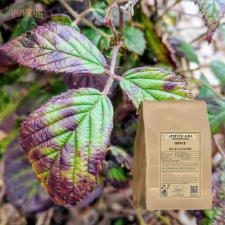 Zarza de hojas cortadas – Rubus fruticosus | Apophycarius