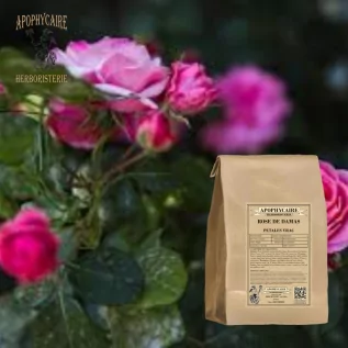 Damask gülü gevşek yaprakları (Rosa damascena) - Apophycaire