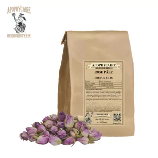 Açık Pembe Gevşek Tomurcuk – Rosa centifolia | Apophycarius