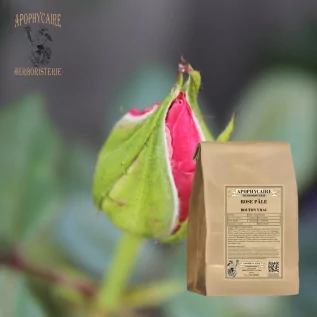 Brote suelto de color rosa pálido – Rosa centifolia | Apophycarius