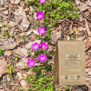 Kırmızı kum otu kesilmiş toprak üstü kısmı – Arenaria rubra | Apophycarius