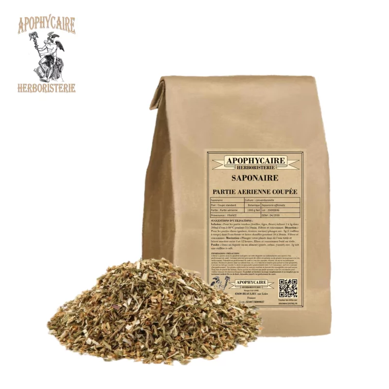 Saponaria officinalis (Saponaria officinalis) - Apophycaire