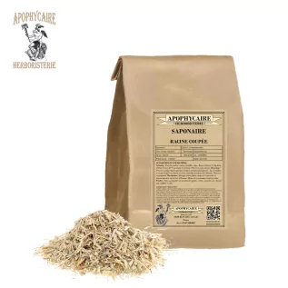 Corte de raíz de Saponaria officinalis | Apophycarius
