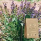 Salvia común de hoja cortada (Salvia officinalis) - Apophycaire