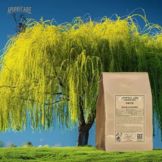 Kesik yapraklı söğüt – Salix purpurea / daphnoides / fragilis | Apophycarius