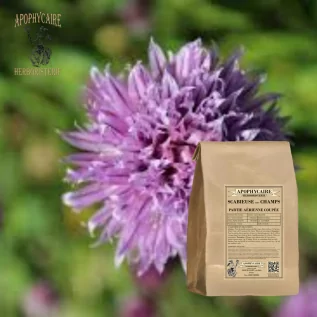 Geschnittene Ackerskabiosa (Scabiosa arvensis) - Apophycaire