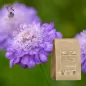 Acker-Skabiosa-Pulver (Scabiosa arvensis) - Apophycaire
