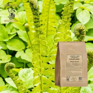 Scolopendre fronde infusions ou décoctions pour calmer la toux sèche - Apophycaire