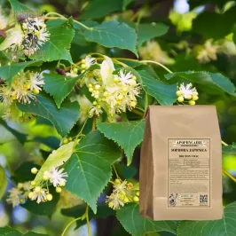 Japanischer Schnurbaum (Sophora japonica) - Apotheker