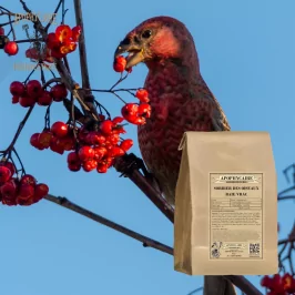 Kuş Üvezinin gevşek meyvesi (Sorbus aucuparia) - Apophycaire