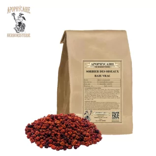 Üvez meyveleri gevşek – Sorbus aucuparia | Apophycaire