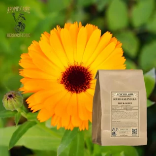 Cut flower marigold (Calendula officinalis) - Apophycaire