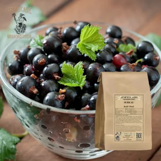 Mürver meyvesi toplu – Sambucus nigra | Apophycarius