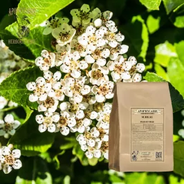 Sureau fleur vrac (Sambucus nigra) - Apophycaire