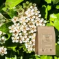 Elderflower toplu (Sambucus nigra) - Apophycaire